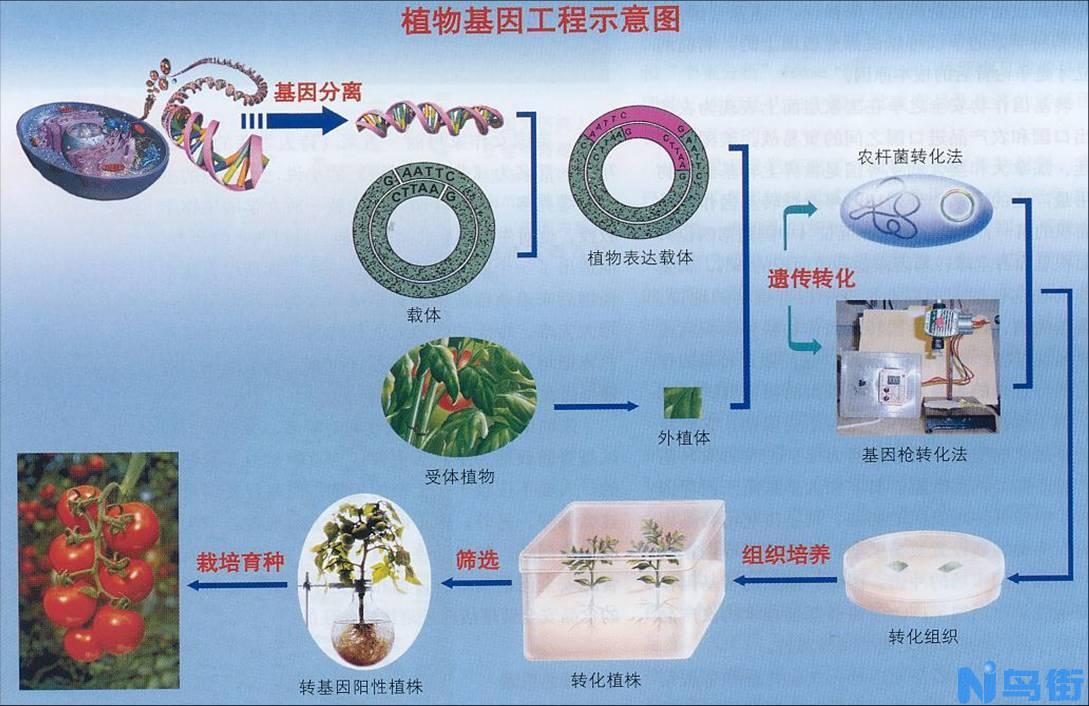 粉红神仙鱼之基因转植技术独步全球