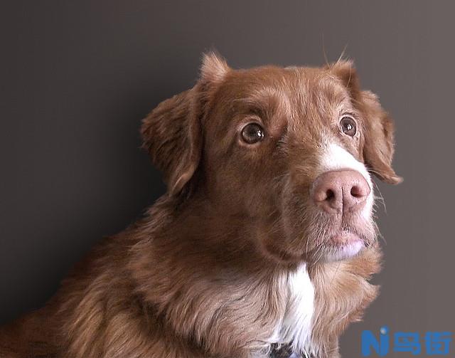 新斯科舍猎鸭寻猎犬的标准体型特征