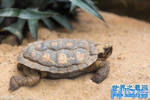 研究饼干龟生活习性