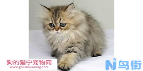 金吉拉猫个性及饲养须知