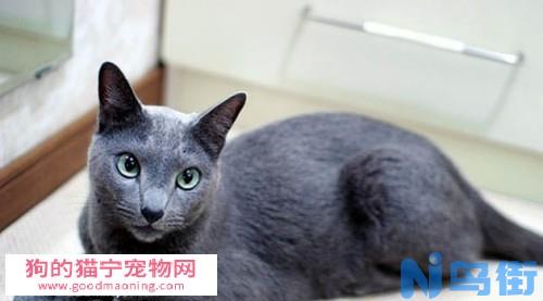 拉格多尔猫多少钱一只_外形特征及生活习性