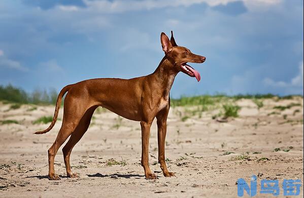 法老王猎犬-已存在至少5000年古老犬种