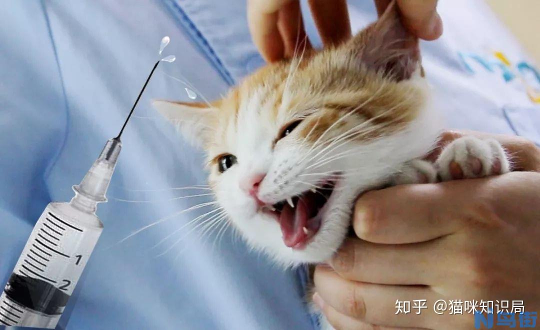 猫咪疫苗“猫三联” 究竟应该如何打？