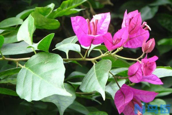 光叶子花种植技术_光叶子花花果期_主要价值