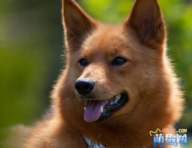 芬兰狐狸犬的介绍以及正确挑选办法