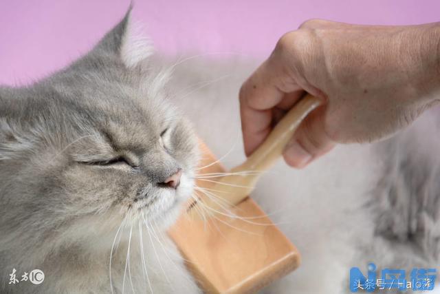 春季换毛期 预防猫咪毛球症!