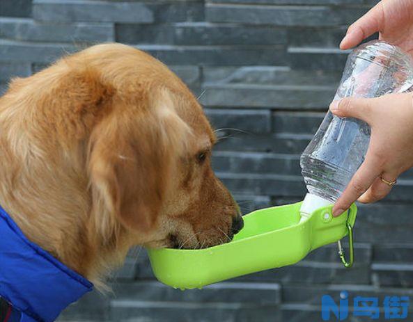 冬天狗狗需要做好这几步，预防犬窝咳！