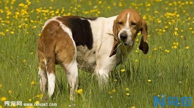 阿图瓦猎犬的饲养方式及外形特征