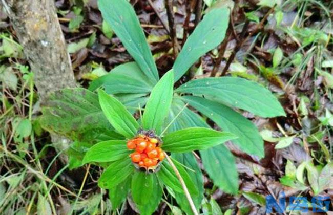 七叶一枝花开花_七叶一枝花种植方法、栽培