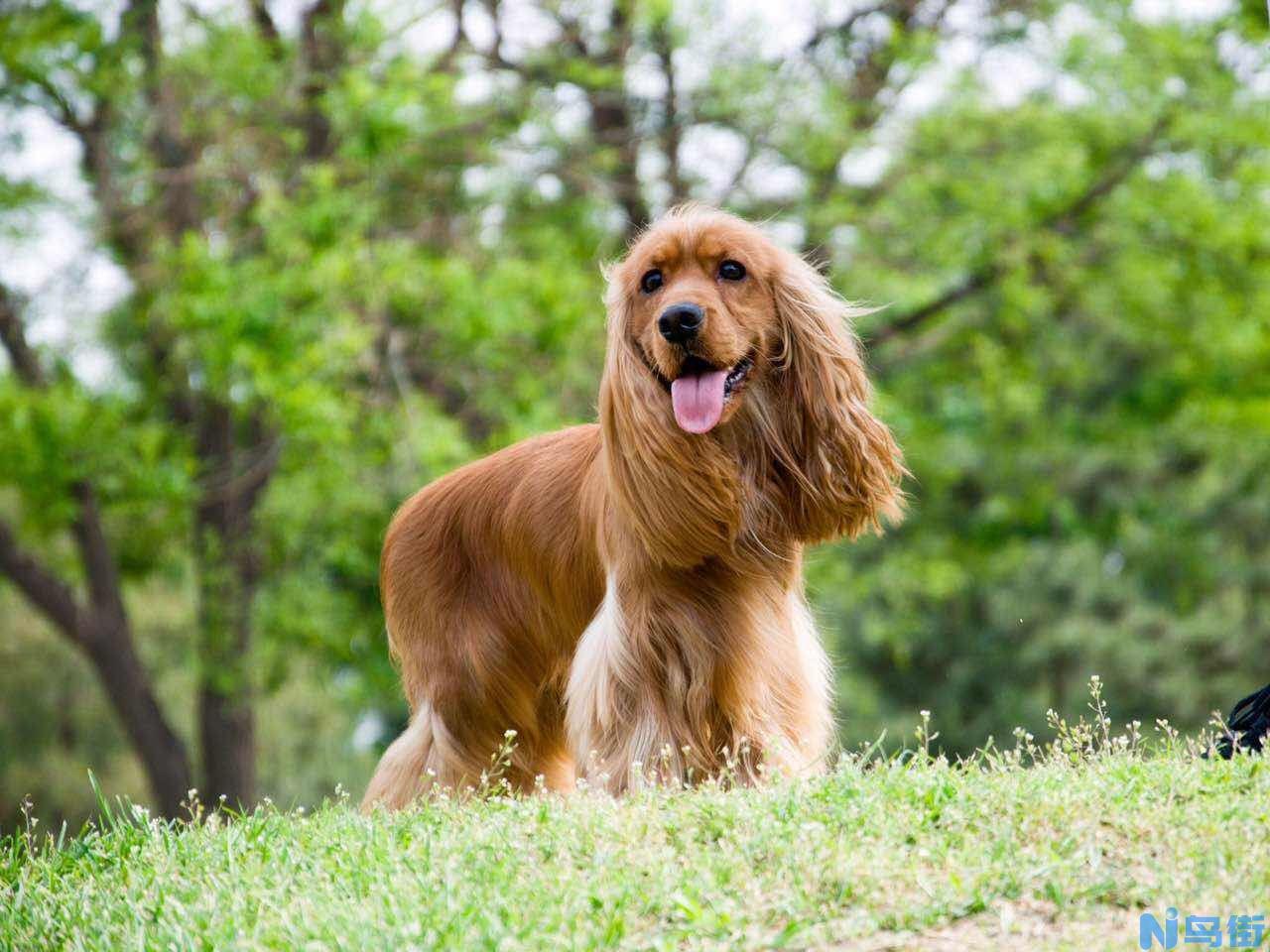 怎么看可卡犬纯不纯？如何挑选纯种可卡犬？