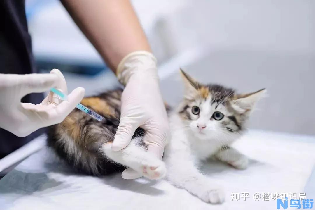 猫疫苗多久打一次,你知道吗?