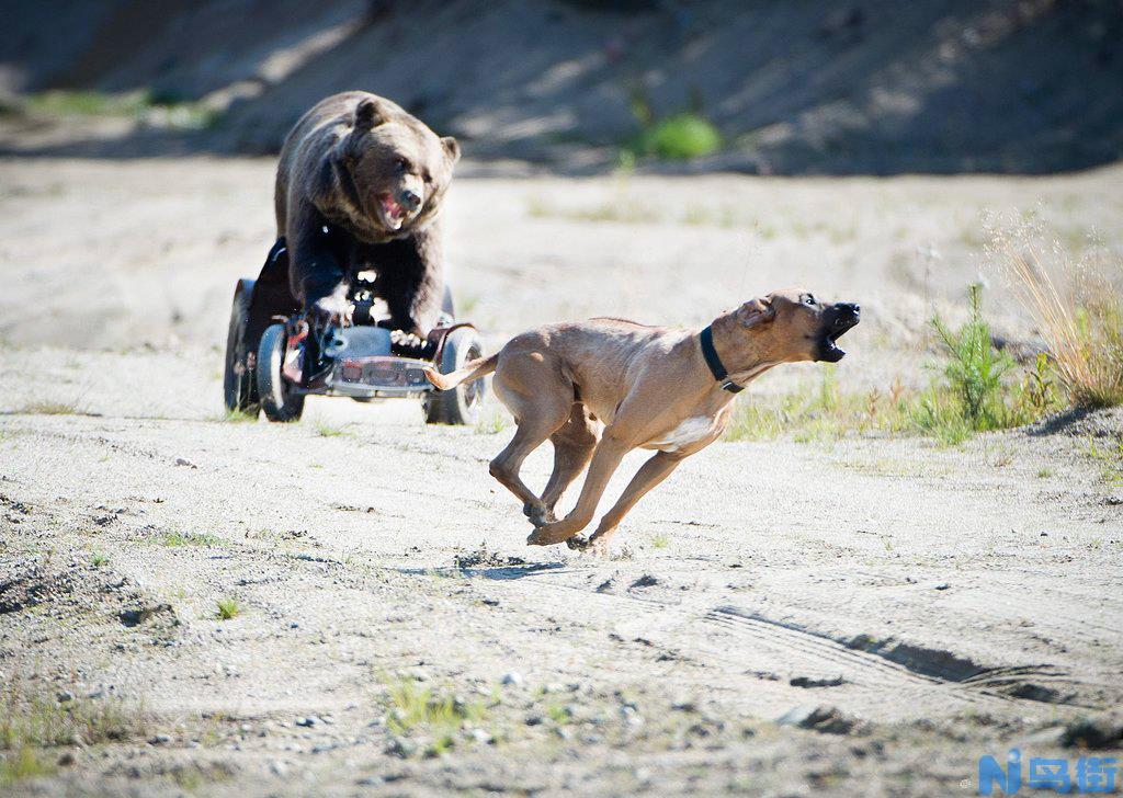 下司犬怎么训练打猎?狗狗必备技能!