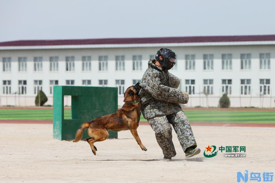 如何把狗狗训练成警犬?狗狗的表现出人意料!