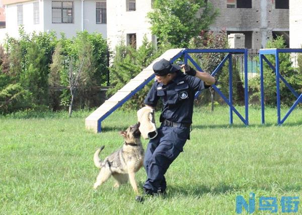 狗可以训练成警犬吗?怎样将犬训练成警犬?