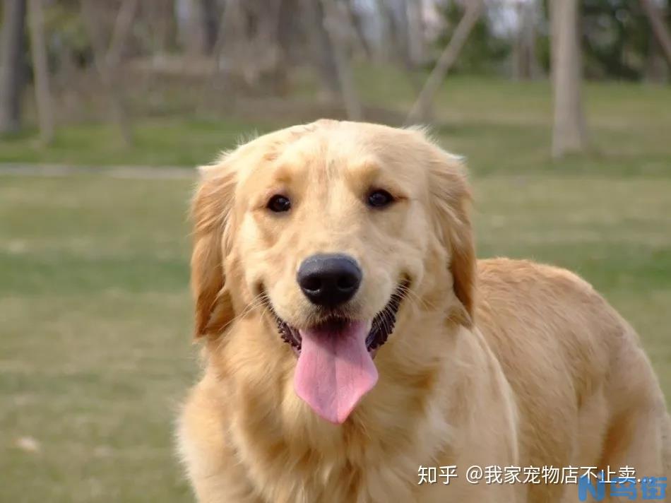 金毛犬乱吃东西怎么教育?新手训犬必看!