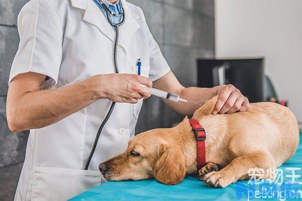 想知道幼犬疫苗多少钱吗！快来瞧一瞧把！