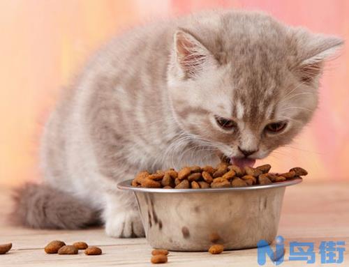 波斯猫吃完食物后呕吐是什么原因？