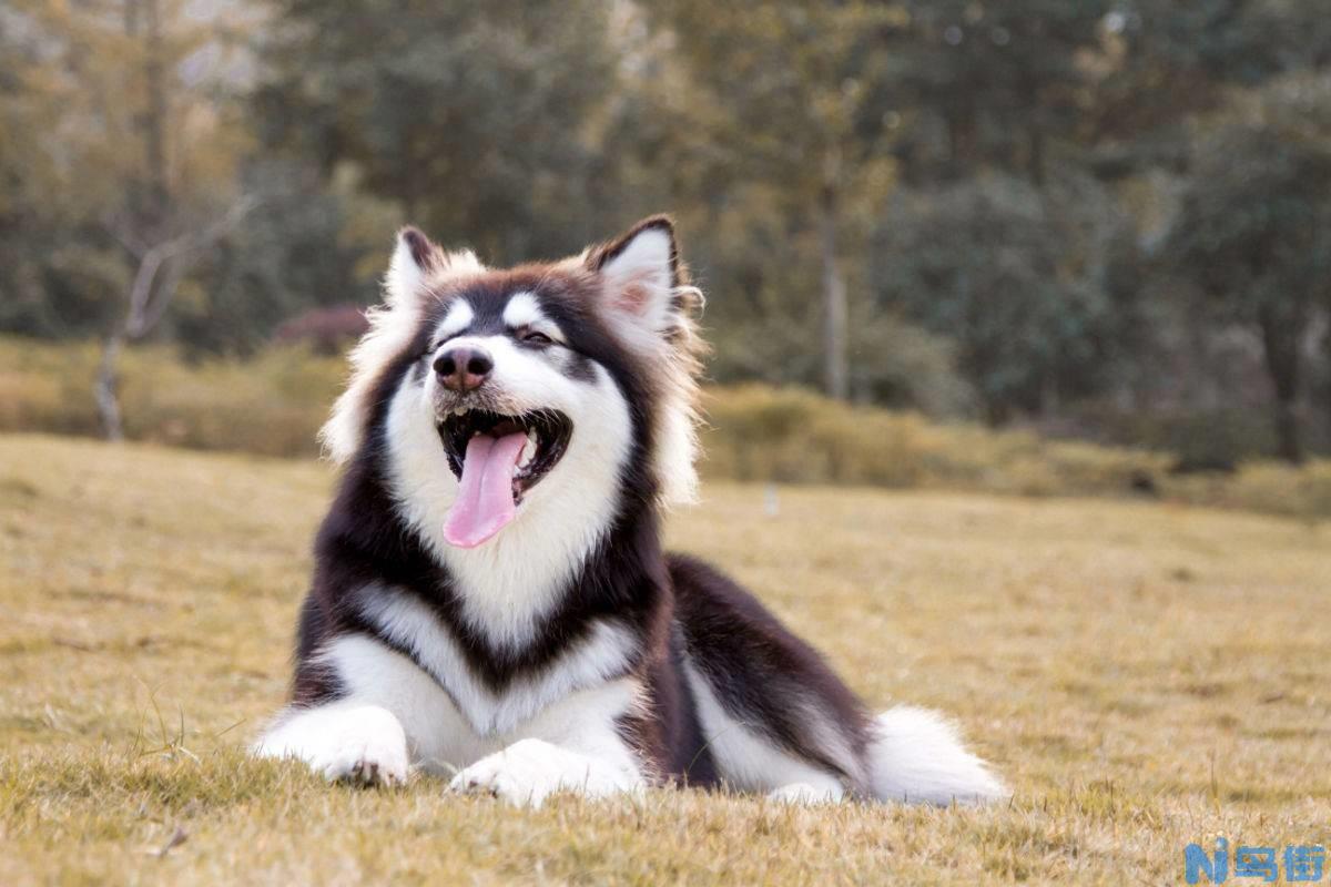 阿拉斯加犬的训练及喂养,新手必看!