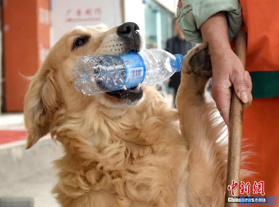 怎么训练金毛犬捡饮料瓶子?这几个步骤看完你就知道!