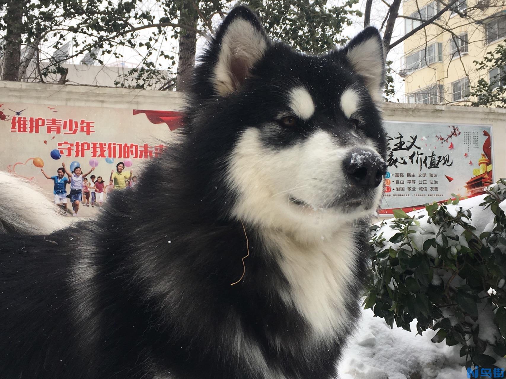 阿拉斯加犬什么时候开始驱虫比较好?阿拉斯加犬驱虫时间!