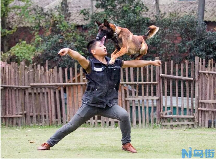 训练猎犬需要注意什么?训犬必看!