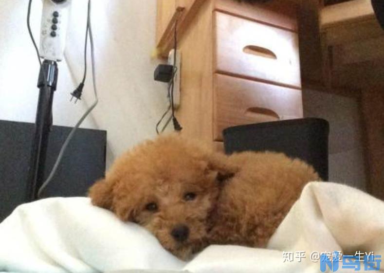 泰迪犬拉出果冻状便便是肠炎吗?真的不要忽视!