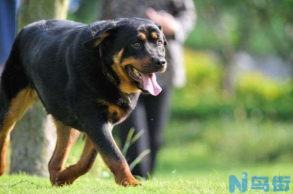 怎么训练罗威纳犬,罗威纳训练教程!