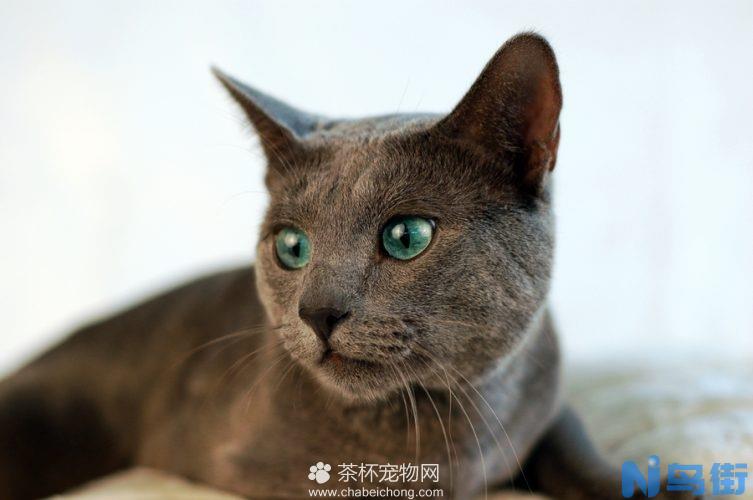 俄罗斯蓝猫多少钱一只?购买俄罗斯蓝猫价格!