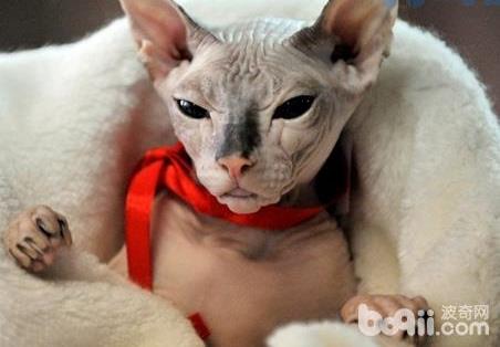 猫咪养护误区之加拿大无毛猫真的没有毛