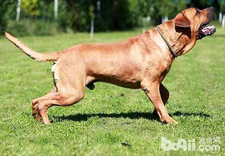 日本土佐犬品种怎么样？日本土佐犬品种的介绍百科