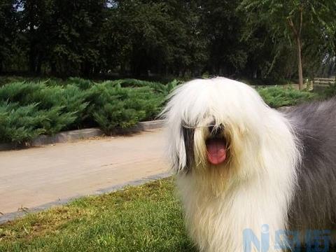 古代英国牧羊犬的生活习性是怎样的？古代英国牧羊犬有哪些生活习惯？