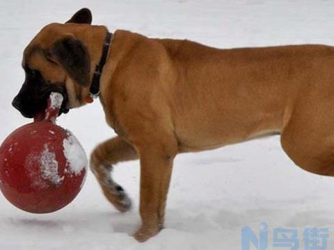 日本土佐犬怎么挑选？日本土佐犬什么样的好？