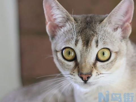 新加坡猫怎么挑选？新加坡猫什么样的好？