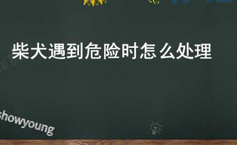 阿富汗猎犬触电后如何急救