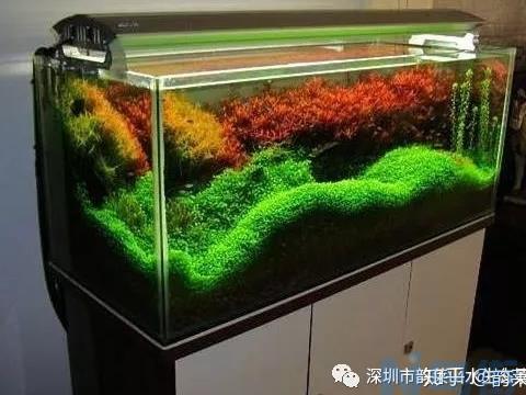 水族造景中一些硬件设施的选择