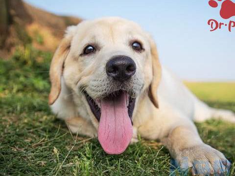 犬眼吸允线虫的症状及治疗