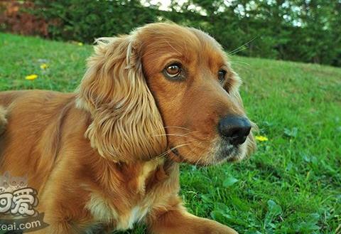 美国可卡犬品种怎么样？美国可卡犬品种的介绍百科