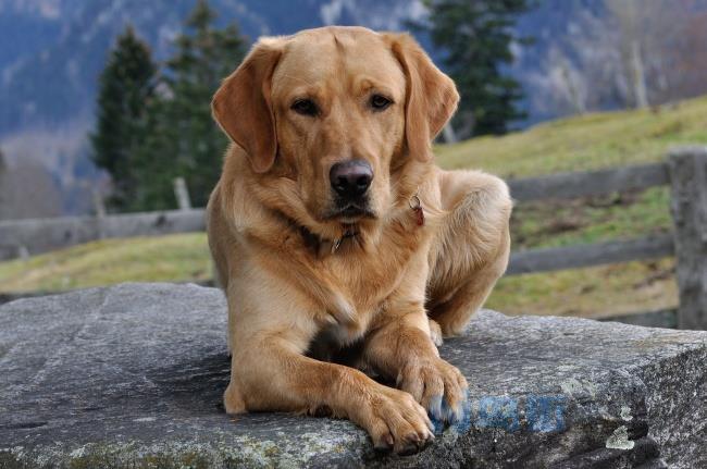 拉布拉多猎犬的形态特征