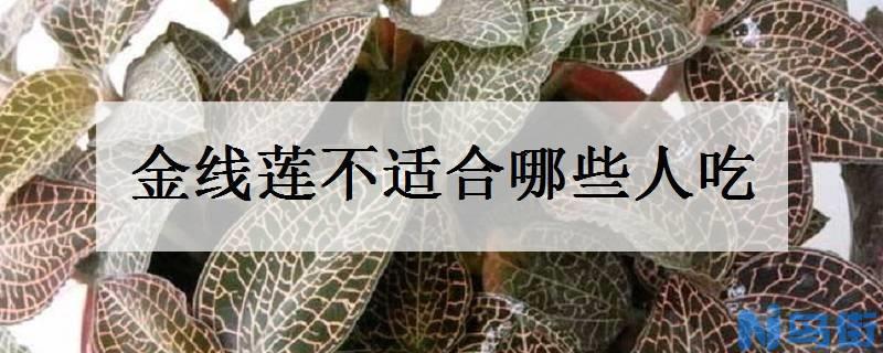 金线莲不适合哪些人吃 三类人应远离金线莲