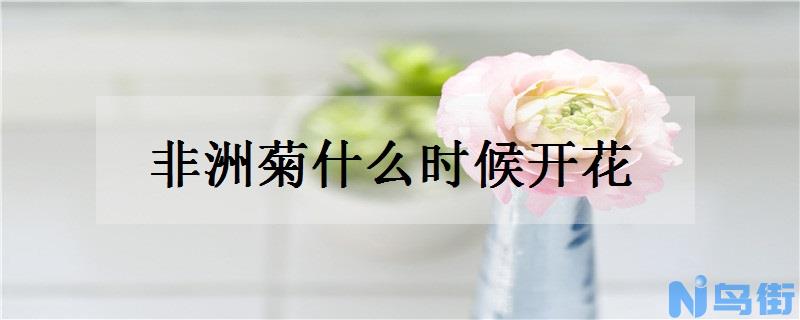 非洲菊什么时候开花 花期是什么时候