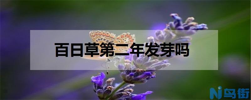 百日草第二年发芽吗 如何养殖百日草