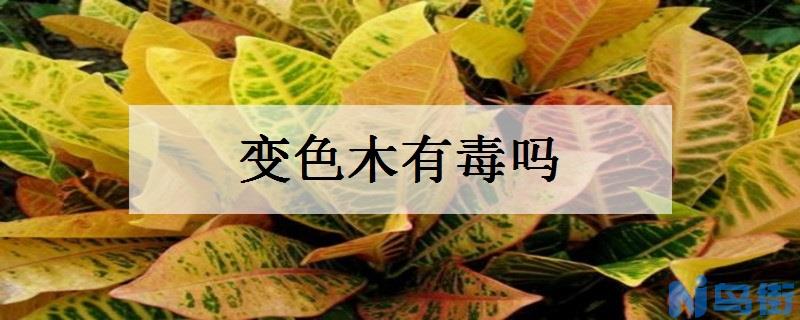 变叶木有毒吗 对人体有没有伤害