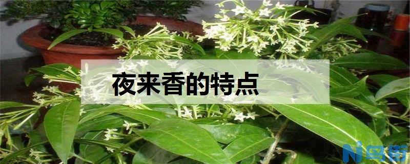 夜来香的特点 花语有哪些