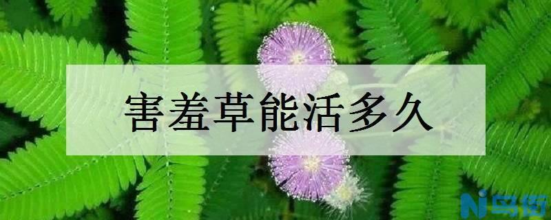 害羞草能活多久 是一年生植物吗