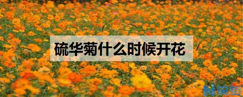 硫华菊什么时候开花 养殖方法有哪些