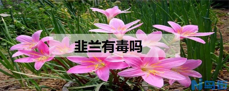 韭兰有毒吗 如何养殖韭兰