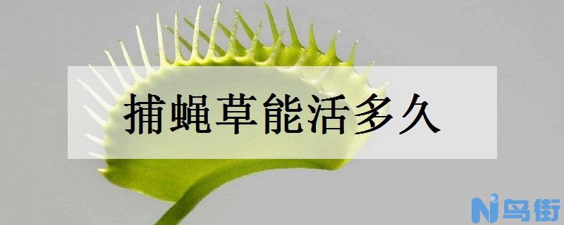 捕蝇草能活多久 有季节限制吗