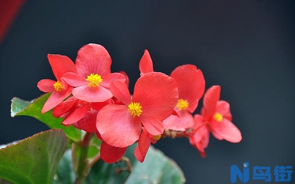 常见多年生宿根草本植物有哪