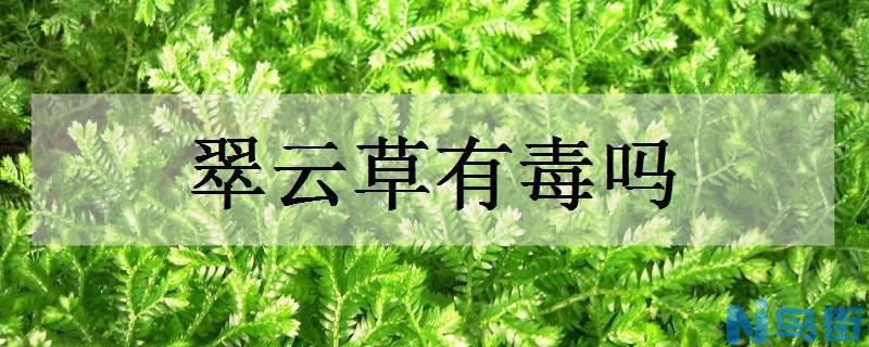 翠云草有毒吗 可以在卧室养吗