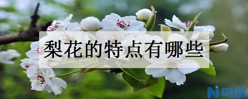 梨花的特点 生长习性有哪些